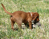 Golden retriever puppies yakima wa