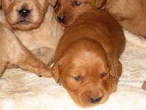 Skyriver Golden Retriever Puppies Blue Heaven S Seeing Red X Knights Red Rusty Mh,Sausage Gravy Stuffed Biscuits