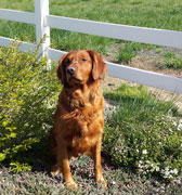 Max, a SkyRiver Golden Retriever