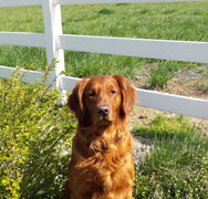 Max, a SkyRiver Golden Retriever