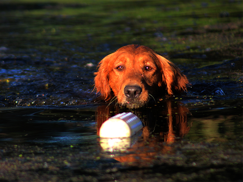 SkyRiver's 10-4 Big Buddy "Roger" 