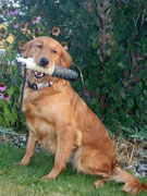 Flip, a SkyRiver Golden Retriever