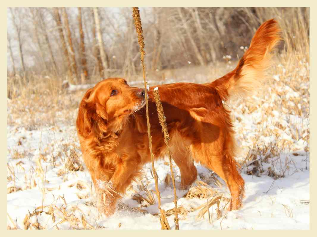 Flip, a SkyRiver Golden Retriever