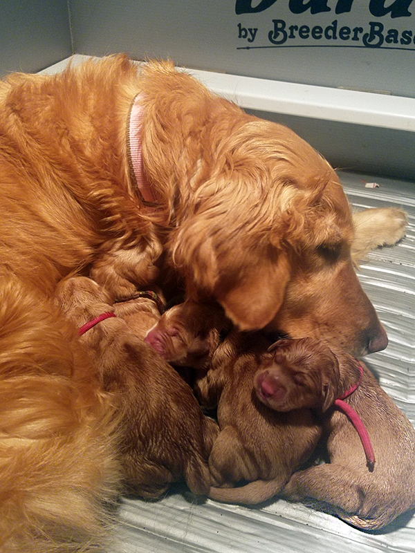 Kimber with her Golden puppies