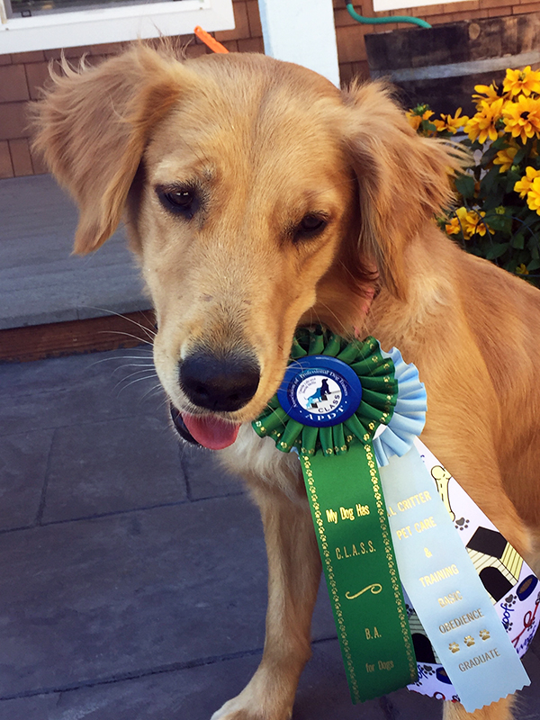 Kimber with her CGC titile ribbon