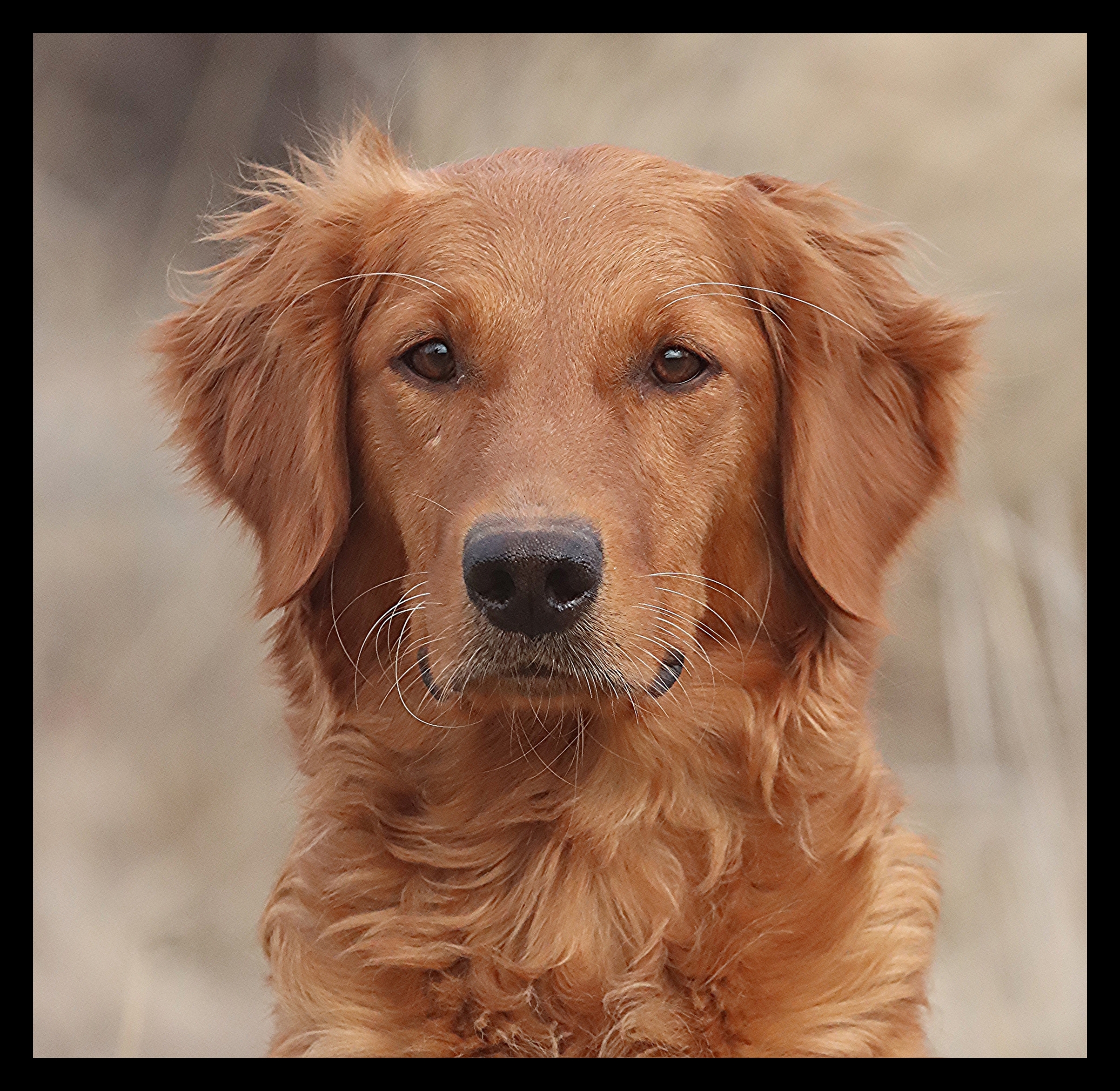 Aspen, a SkyRiver Golden