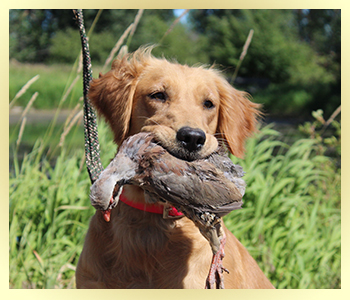 Piney, a SkyRiver Golden Retriever