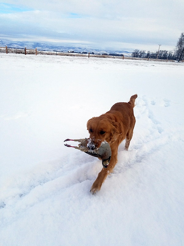 Piney retrieves a chukar while hunting!