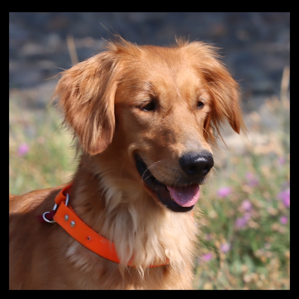 stevie, a SkyRiver Golden Retriever