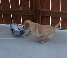 A 6 week old puppy is introduced to birds for the first time