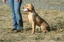 Bliss delivers to a bumper to hand after a retrieve