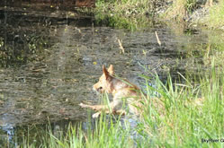 Bliss leaps into the water after her bumper