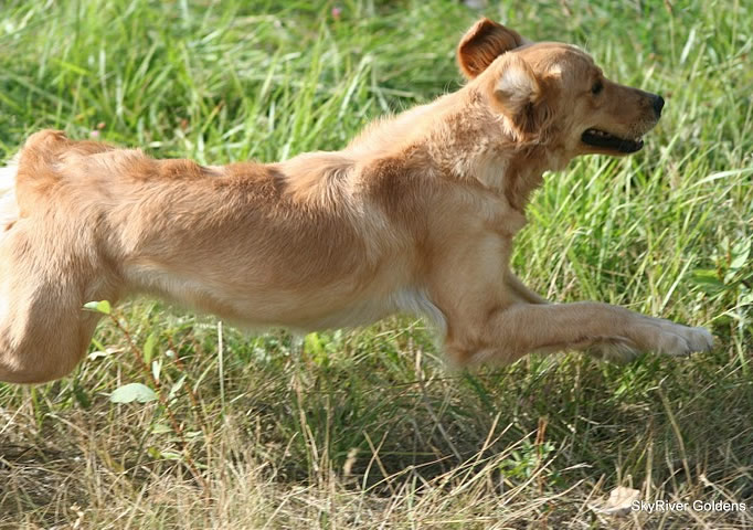 Bliss runs towards her land retrieve