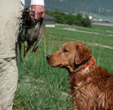 Waterfowl Retriever Training